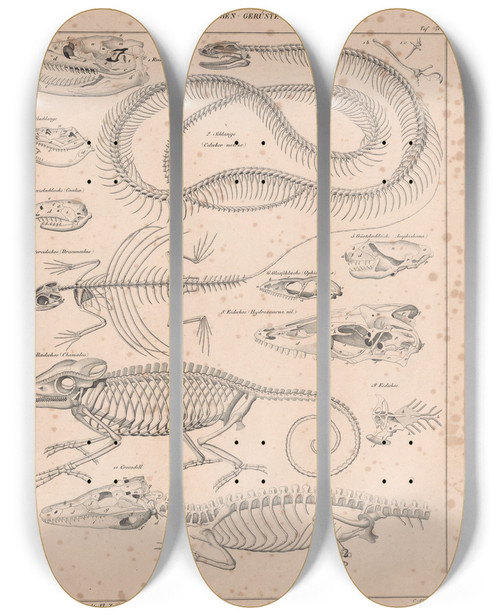 Triptych art skateboard deck of Lorenz Oken Allgemeine Naturgeschichte Fur Alle Stande Pl067 by Lorenz Oken (1779-1851)