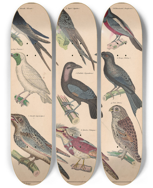 Triptych art skateboard deck of Lorenz Oken Allgemeine Naturgeschichte Fur Alle Stande Pl070 by Lorenz Oken (1779-1851)