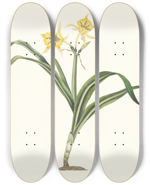 Triptych art skateboard deck of Priscilla Susan Bury Pancratium Amancaes by Priscilla Susan Bury (1799-1872)