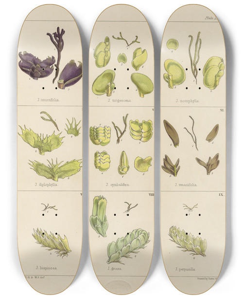 Triptych art skateboard deck of Walter Hood Fitch Cryptogamic Botany Of The Antarctic Voyage Of Hm Discovery Ships Erebus And Terror In The Years 1839 Pl08 by Walter Hood Fitch (1817-1892)