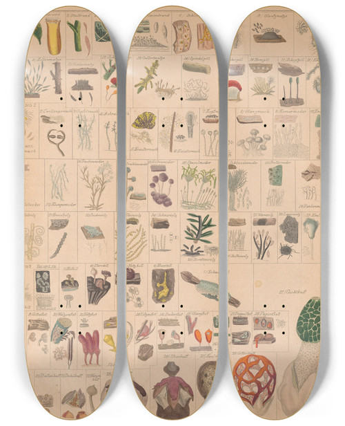 Triptych art skateboard deck of Lorenz Oken Allgemeine Naturgeschichte Fur Alle Stande Pl012 by Lorenz Oken (1779-1851)