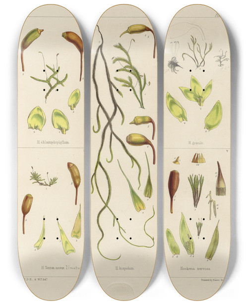 Triptych art skateboard deck of Walter Hood Fitch Cryptogamic Botany Of The Antarctic Voyage Of Hm Discovery Ships Erebus And Terror In The Years 1839 Pl05 by Walter Hood Fitch (1817-1892)