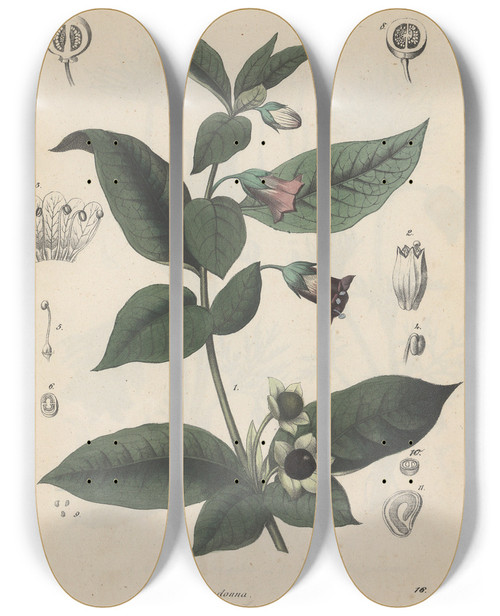Triptych art skateboard deck of Friedrich Berge Giftpflanzenbuch Pl16 by Friedrich Berge (1811-1883)