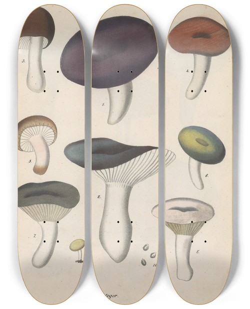Triptych art skateboard deck of Friedrich Berge Giftpflanzenbuch Pl65 by Friedrich Berge (1811-1883)