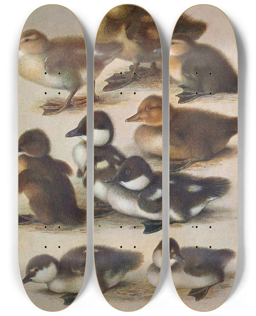 Triptych art skateboard deck of Henrik Gronvold Young Of British Diving Ducks by Henrik Gronvold (1858-1940)