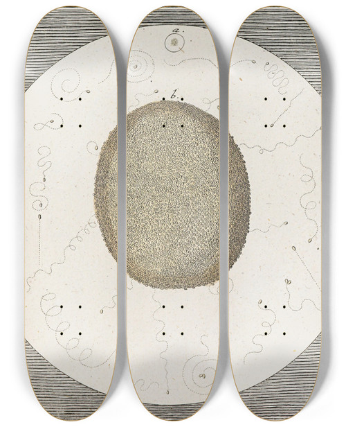 Triptych art skateboard deck of Martin Frobenius Ledermuller Amusement Microscopique Tant Pour Lesprit Que Pour Les Yeux Pl060 by Martin Frobenius Ledermu%Cc%88Ller (1719-1769)