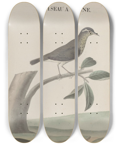 Triptych art skateboard deck of Ren De Rabi Natural History Of Saint Domingue Pl028 by Ren de Rabi (1700-1785)