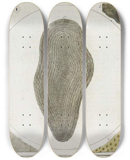 Triptych art skateboard deck of Martin Frobenius Ledermuller Amusement Microscopique Tant Pour Lesprit Que Pour Les Yeux Pl093 by Martin Frobenius Ledermu%Cc%88Ller (1719-1769)