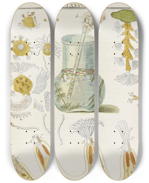 Triptych art skateboard deck of Martin Frobenius Ledermuller Amusement Microscopique Tant Pour Lesprit Que Pour Les Yeux Pl087 by Martin Frobenius Ledermu%Cc%88Ller (1719-1769)