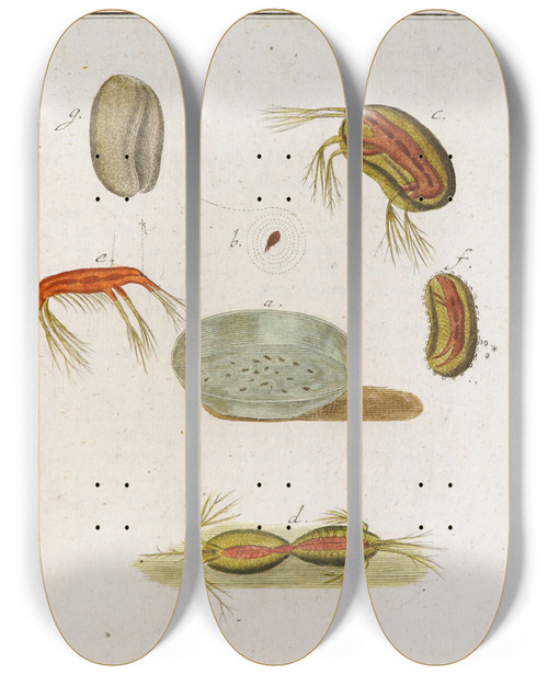 Triptych art skateboard deck of Martin Frobenius Ledermuller Amusement Microscopique Tant Pour Lesprit Que Pour Les Yeux Pl073 by Martin Frobenius Ledermu%Cc%88Ller (1719-1769)