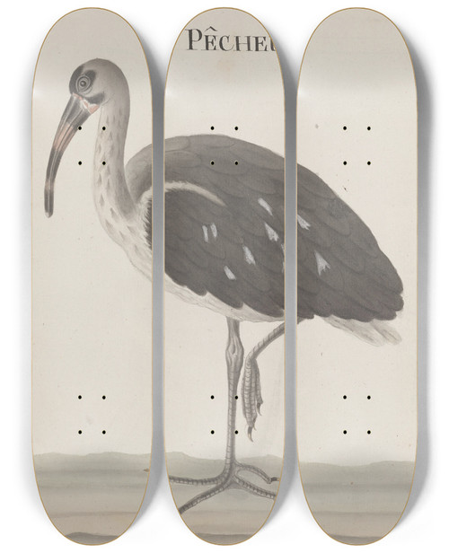 Triptych art skateboard deck of Ren De Rabi Natural History Of Saint Domingue Pl049 by Ren de Rabi (1700-1785)