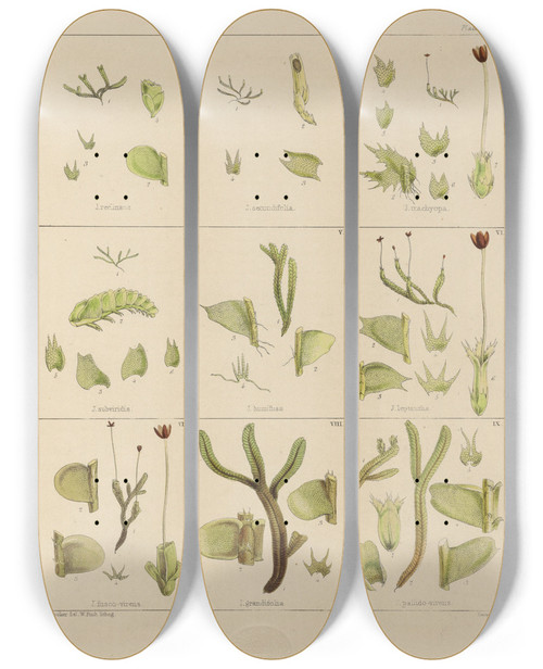 Triptych art skateboard deck of Walter Hood Fitch Cryptogamic Botany Of The Antarctic Voyage Of Hm Discovery Ships Erebus And Terror In The Years 1839 Pl33 by Walter Hood Fitch (1817-1892)