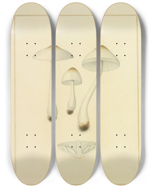 Triptych art skateboard deck of James Bolton Icons Fungorum Circa Halifax Sponte Nascentium Pl204 by James Bolton (1735-1799)