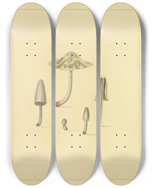 Triptych art skateboard deck of James Bolton Icons Fungorum Circa Halifax Sponte Nascentium Pl202 by James Bolton (1735-1799)