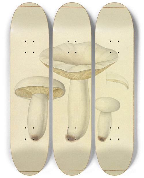 Triptych art skateboard deck of James Bolton Icons Fungorum Circa Halifax Sponte Nascentium Pl140 by James Bolton (1735-1799)