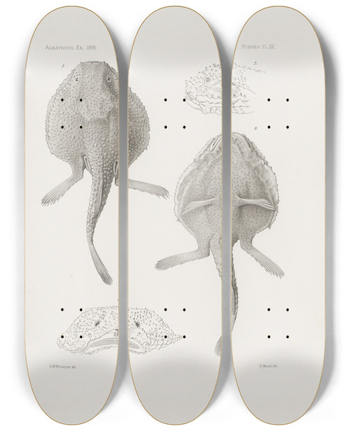 Triptych art skateboard deck of Harvard University Museum Of Comparative Zoology Memoirs Of The Museum Of Comparative Zoology At Harvard College Pl20 by Harvard University Museum Of Comparative Zoology (1859)