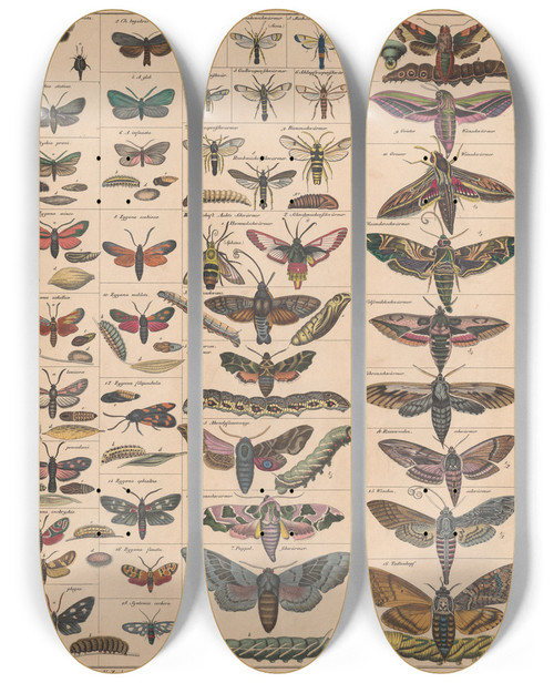 Triptych art skateboard deck of Lorenz Oken Allgemeine Naturgeschichte Fur Alle Stande Pl034 by Lorenz Oken (1779-1851)