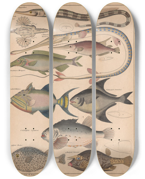 Triptych art skateboard deck of Lorenz Oken Allgemeine Naturgeschichte Fur Alle Stande Pl042 by Lorenz Oken (1779-1851)