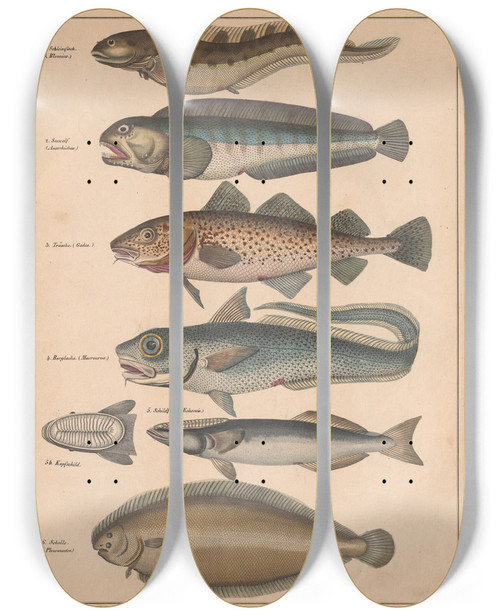 Triptych art skateboard deck of Lorenz Oken Allgemeine Naturgeschichte Fur Alle Stande Pl044 by Lorenz Oken (1779-1851)