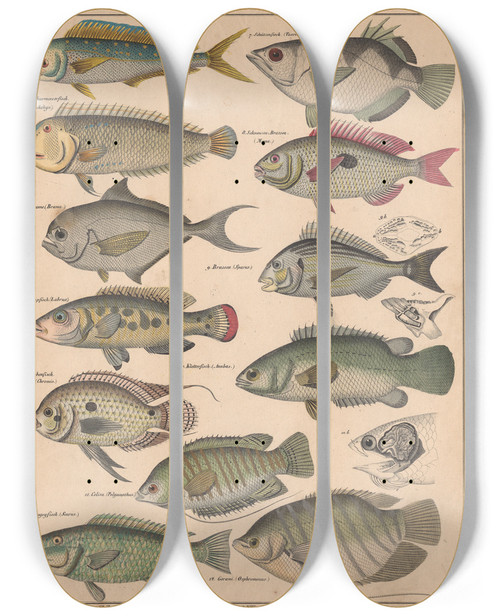 Triptych art skateboard deck of Lorenz Oken Allgemeine Naturgeschichte Fur Alle Stande Pl047 by Lorenz Oken (1779-1851)