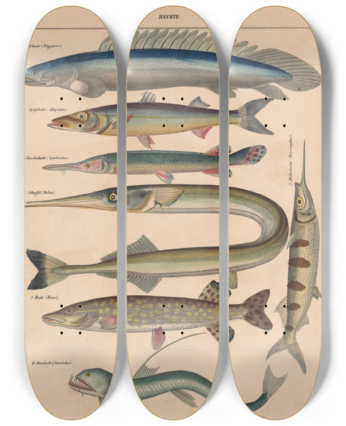 Triptych art skateboard deck of Lorenz Oken Allgemeine Naturgeschichte Fur Alle Stande Pl052 by Lorenz Oken (1779-1851)