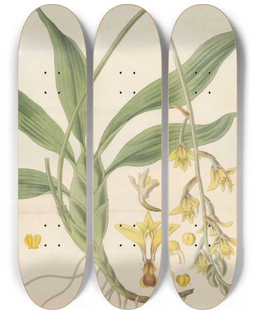 Triptych art skateboard deck of William Jackson Hooker Dendrobium Pubescens by William Jackson Hooker (1785-1865)