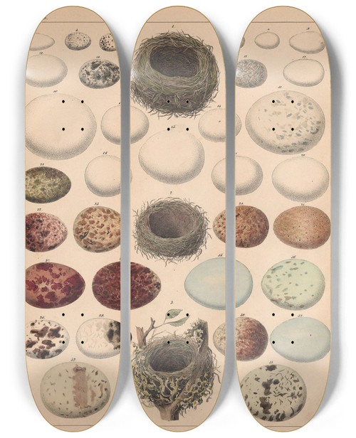 Triptych art skateboard deck of Lorenz Oken Allgemeine Naturgeschichte Fur Alle Stande Pl002 by Lorenz Oken (1779-1851)