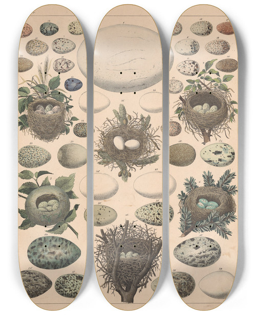 Triptych art skateboard deck of Lorenz Oken Allgemeine Naturgeschichte Fur Alle Stande Pl004 by Lorenz Oken (1779-1851)