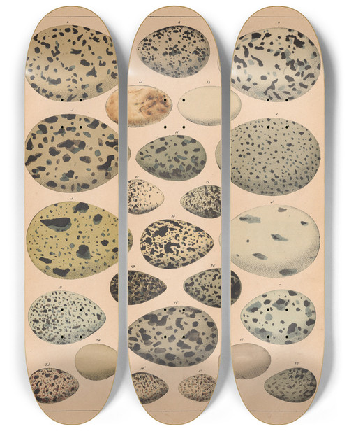 Triptych art skateboard deck of Lorenz Oken Allgemeine Naturgeschichte Fur Alle Stande Pl006 by Lorenz Oken (1779-1851)