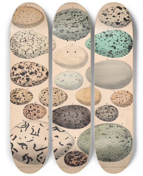 Triptych art skateboard deck of Lorenz Oken Allgemeine Naturgeschichte Fur Alle Stande Pl008 by Lorenz Oken (1779-1851)