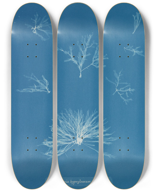 Triptych art skateboard deck of Anna Atkins Delesseria Hypoglossum In Fruit by Anna Atkins (1799-1871)
