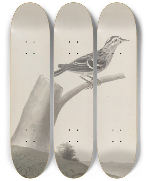 Triptych art skateboard deck of Ren De Rabi Natural History Of Saint Domingue Pl029 by Ren de Rabi (1700-1785)
