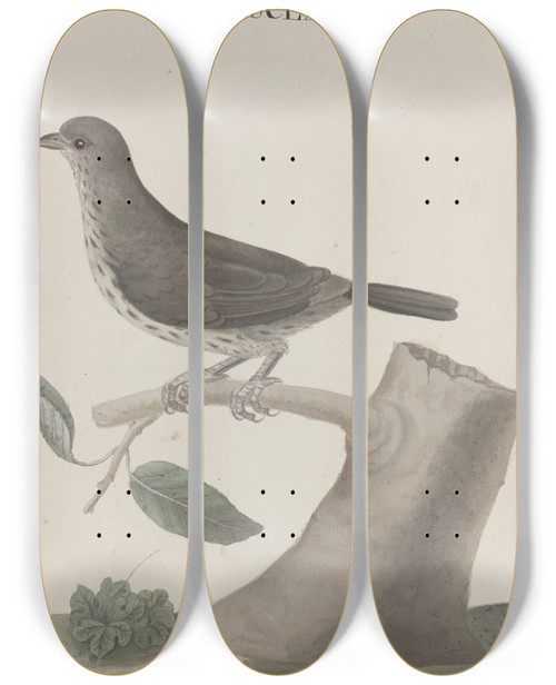 Triptych art skateboard deck of Ren De Rabi Natural History Of Saint Domingue Pl030 by Ren de Rabi (1700-1785)
