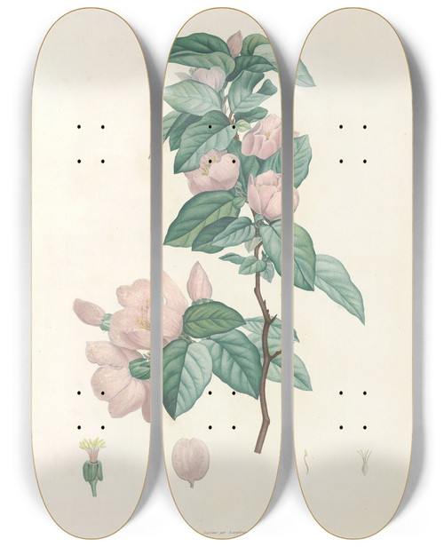 Triptych art skateboard deck of Pierre Joseph Redout La Botanique De J J Rousseau Pl 40 by Pierre Joseph Redoute (1759-1840)