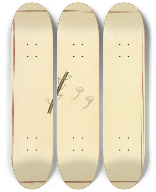 Triptych art skateboard deck of James Bolton Icons Fungorum Circa Halifax Sponte Nascentium Pl182 by James Bolton (1735-1799)
