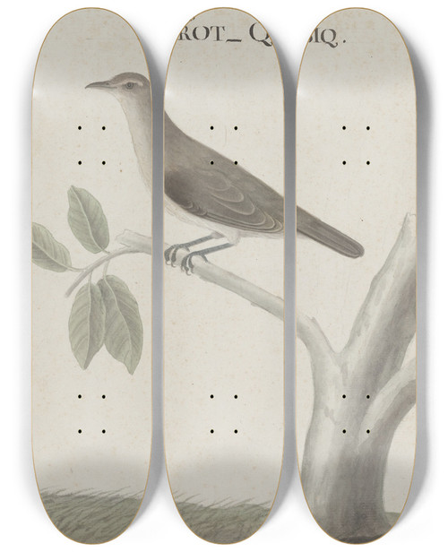 Triptych art skateboard deck of Ren De Rabi Natural History Of Saint Domingue Pl025 by Ren de Rabi (1700-1785)