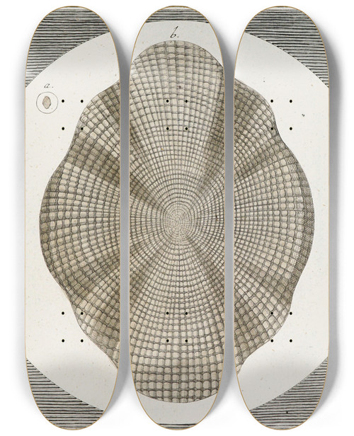 Triptych art skateboard deck of Martin Frobenius Ledermuller Amusement Microscopique Tant Pour Lesprit Que Pour Les Yeux Pl059 by Martin Frobenius Ledermu%Cc%88Ller (1719-1769)