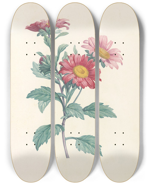 Triptych art skateboard deck of Pierre Joseph Redout La Botanique De J J Rousseau Pl 38 by Pierre Joseph Redoute (1759-1840)
