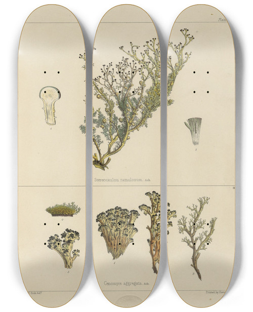 Triptych art skateboard deck of Walter Hood Fitch Cryptogamic Botany Of The Antarctic Voyage Of Hm Discovery Ships Erebus And Terror In The Years 1839 Pl24 by Walter Hood Fitch (1817-1892)