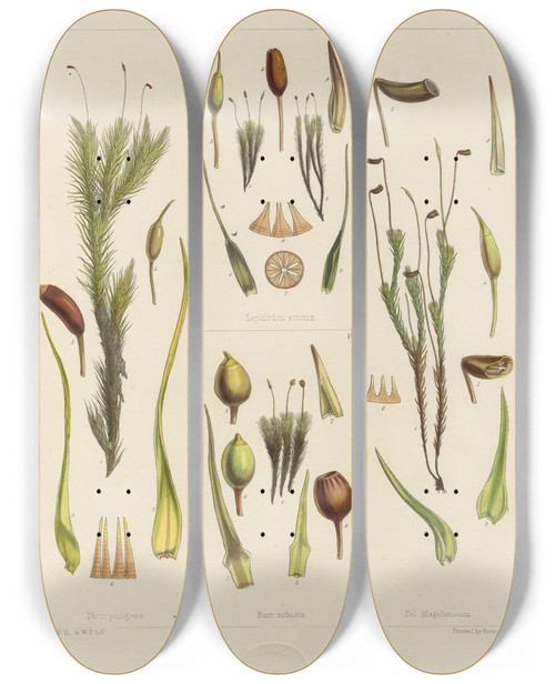 Triptych art skateboard deck of Walter Hood Fitch Cryptogamic Botany Of The Antarctic Voyage Of Hm Discovery Ships Erebus And Terror In The Years 1839 Pl03 by Walter Hood Fitch (1817-1892)