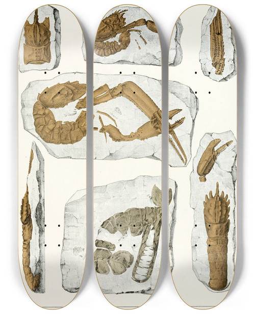 Triptych art skateboard deck of Antonn Fri Die Crustaceen Der Bhmischen Kreideformation Pl 4 by Antonin Fric (1832-1913)