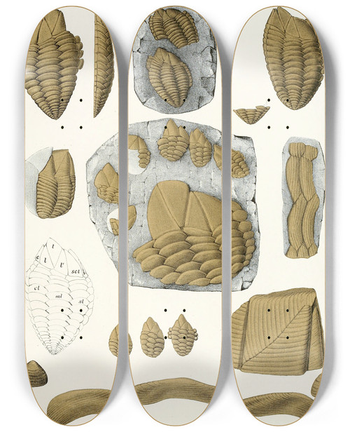 Triptych art skateboard deck of Antonn Fri Die Crustaceen Der Bhmischen Kreideformation Pl 1 by Antonin Fric (1832-1913)