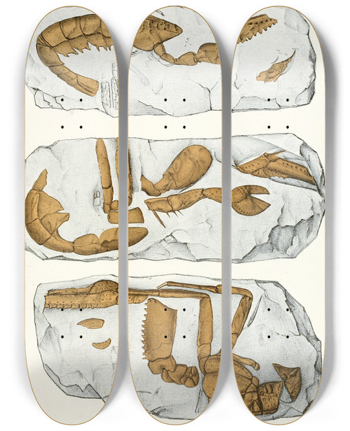 Triptych art skateboard deck of Antonn Fri Die Crustaceen Der Bhmischen Kreideformation Pl 7 by Antonin Fric (1832-1913)