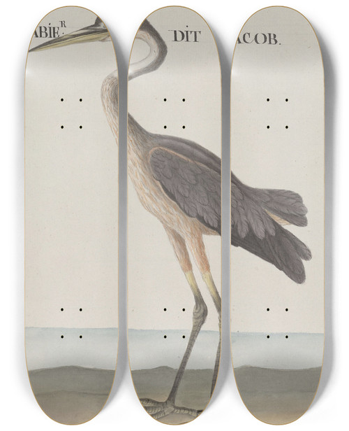 Triptych art skateboard deck of Ren De Rabi Natural History Of Saint Domingue Pl055 by Ren de Rabi (1700-1785)