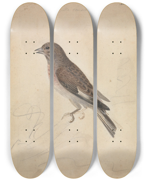 Triptych art skateboard deck of James Sowerby Common Linnet by James Sowerby (1757-1822)