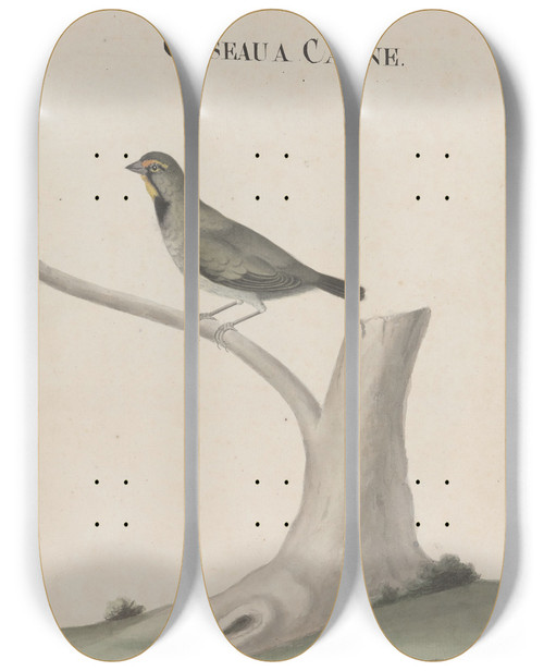 Triptych art skateboard deck of Ren De Rabi Natural History Of Saint Domingue Pl026 by Ren de Rabi (1700-1785)