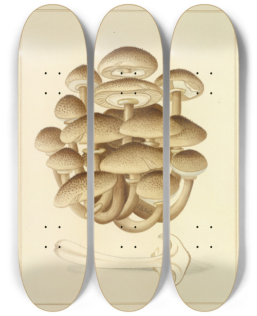 Triptych art skateboard deck of James Bolton Icons Fungorum Circa Halifax Sponte Nascentium Pl192 by James Bolton (1735-1799)