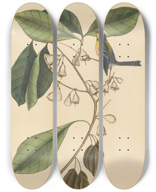 Triptych art skateboard deck of Mark Catesby The Finch Creeper Parus Americanus by Mark Catesby (1683-1749)