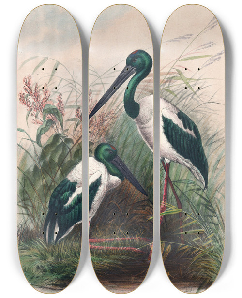 Triptych art skateboard deck of Joseph Wolf The Australian Mycteria_1 by Joseph Wolf (1820-1899)