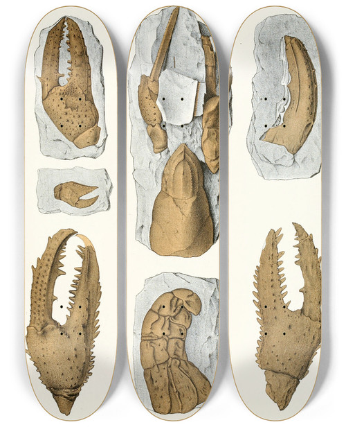 Triptych art skateboard deck of Antonn Fri Die Crustaceen Der Bhmischen Kreideformation Pl 6 by Antonin Fric (1832-1913)